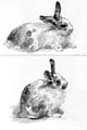 Рисунки животных. Карликовый кролик. 