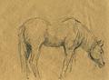 Рисунки животных. Лошадь. 